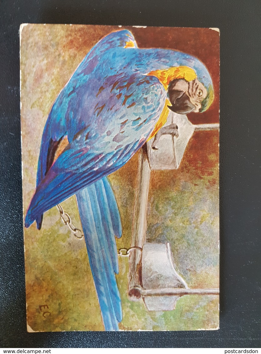 Ara Araruana Parrot  - OISEAU / BIRD - PERROQUET / PARROT -  ILLUSTRATION  - TSN - VINTAGE ART PC - Oiseaux