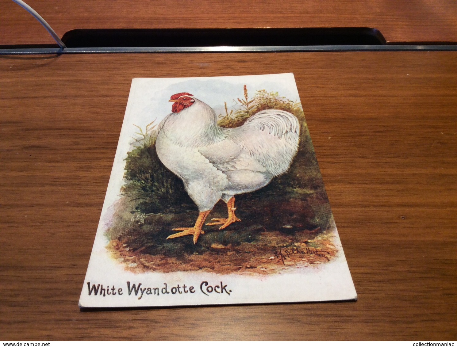 Tuck Oilette - White Wyandotte Cock Coq - Oiseaux