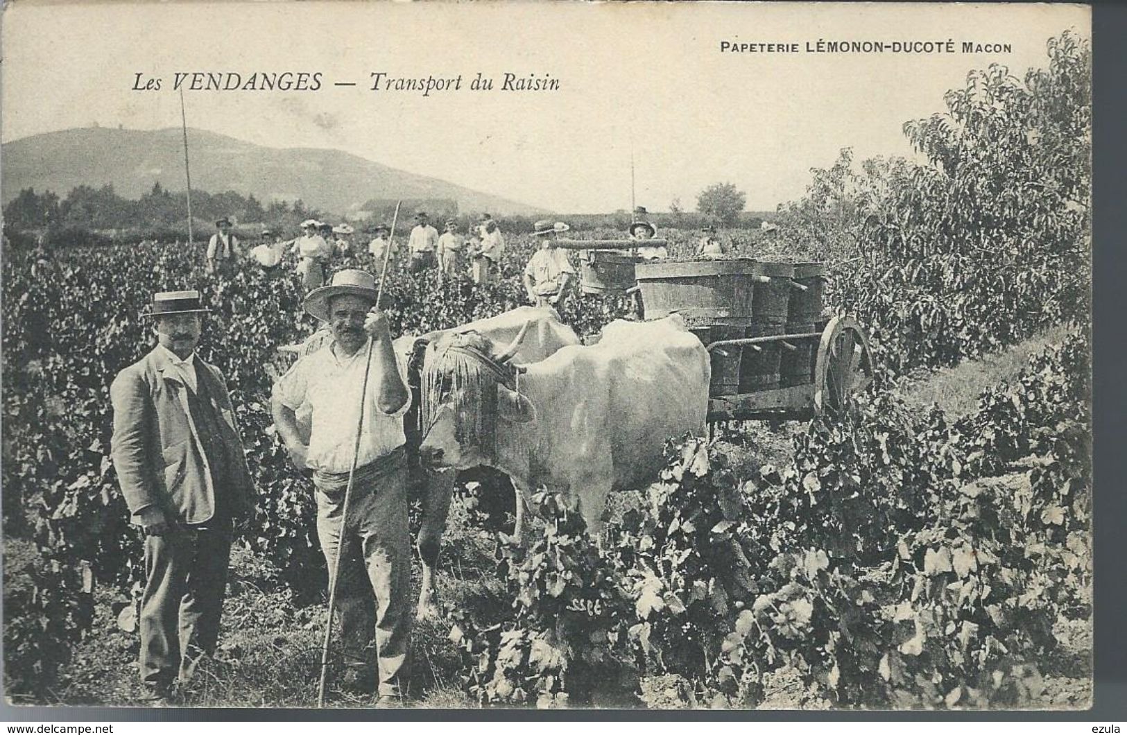 Attelge De Boeuf Département 71- Vendanges Transport Du Raisin - Attelages