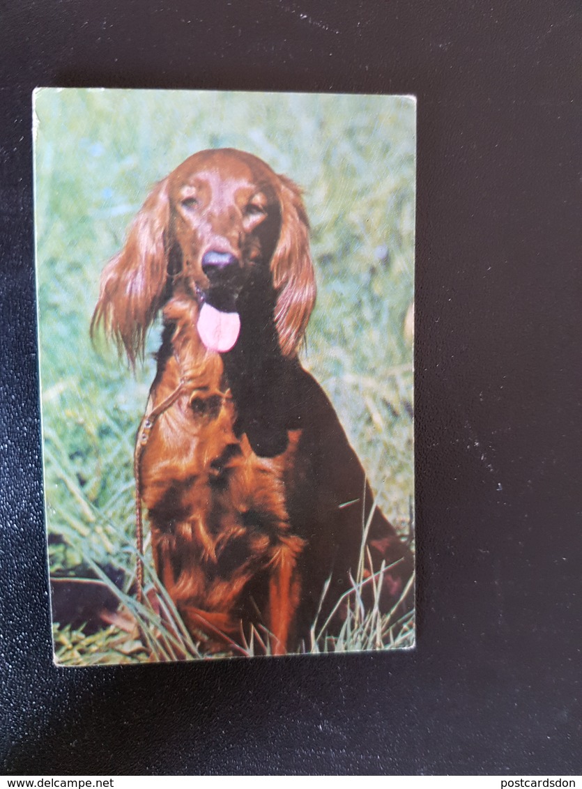 English Setter -   - Small Calendar -  1994 - Klein Formaat: 1991-00