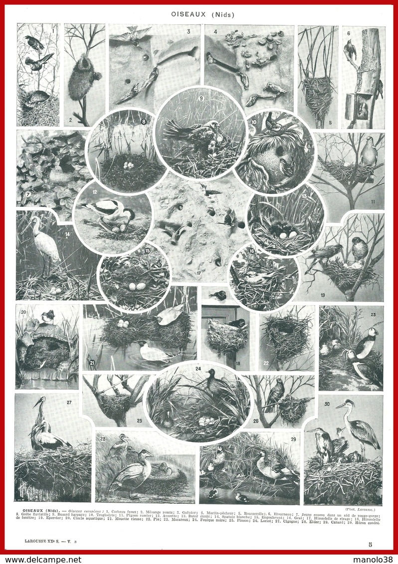Oiseaux Illustré Par Adolphe Millot Recto Nids De Divers Oiseaux Verso Larousse 1948 - Autres & Non Classés