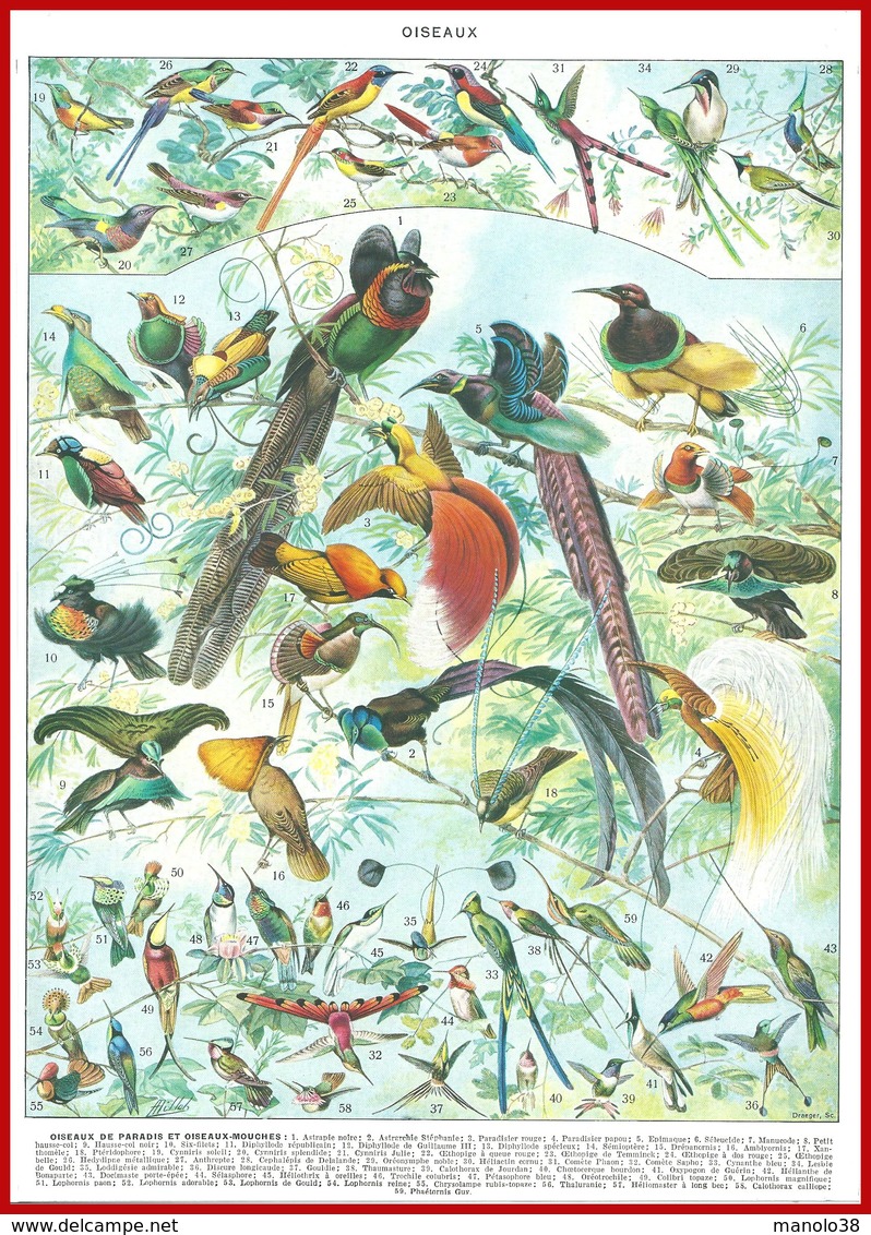 Oiseaux Illustré Par Adolphe Millot Recto Verso Larousse 1948 - Autres & Non Classés