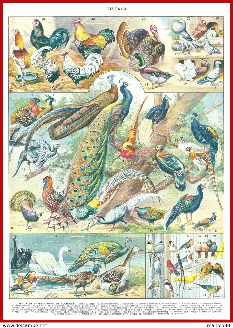 Oiseaux Illustré Par Adolphe Millot Recto Verso Larousse 1948 - Other & Unclassified