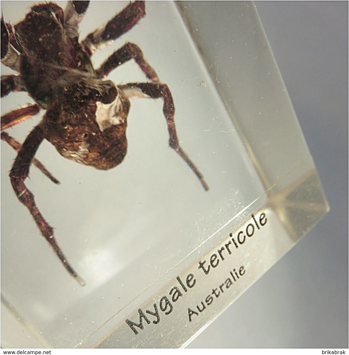 * ARAIGNEE MYGALE TERRICOLE D'AUSTRALIE INCLUSION DANS RESINE # Arachnide Aranéides Arachnophobie - Autres & Non Classés