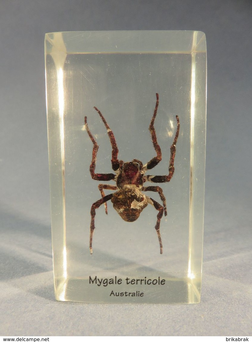 * ARAIGNEE MYGALE TERRICOLE D'AUSTRALIE INCLUSION DANS RESINE # Arachnide Aranéides Arachnophobie - Autres & Non Classés