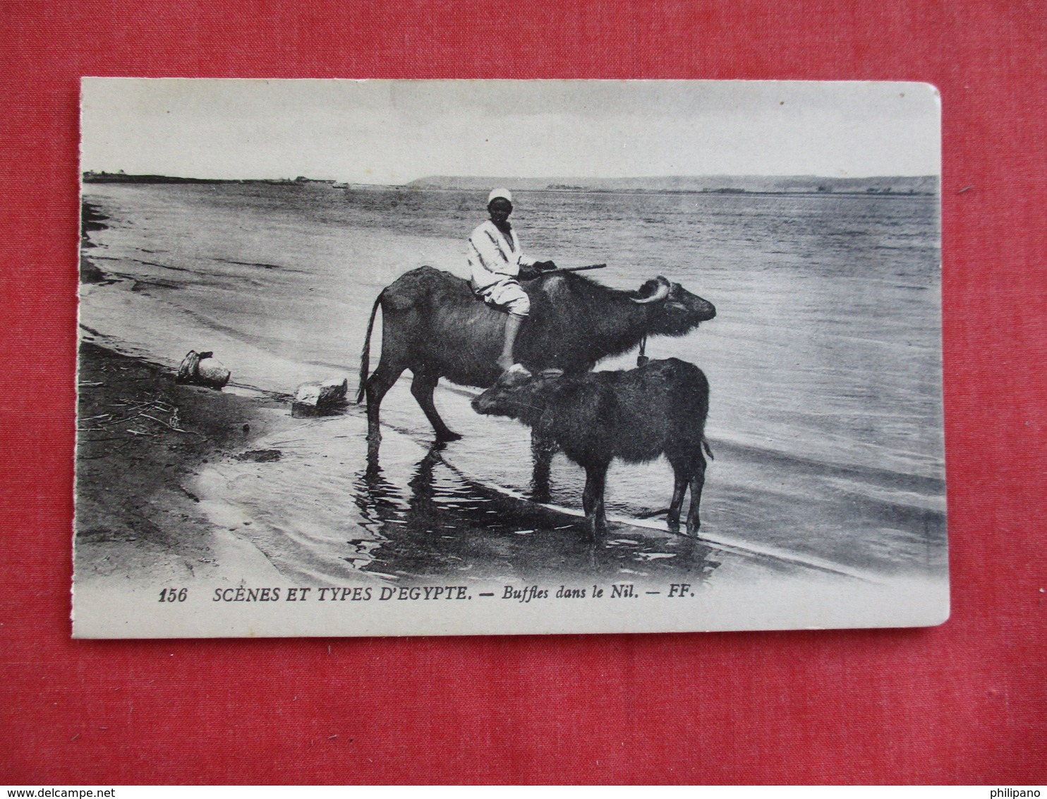 Egypt > Scene Buffaloes In The Nile =ref 2810 - Other & Unclassified