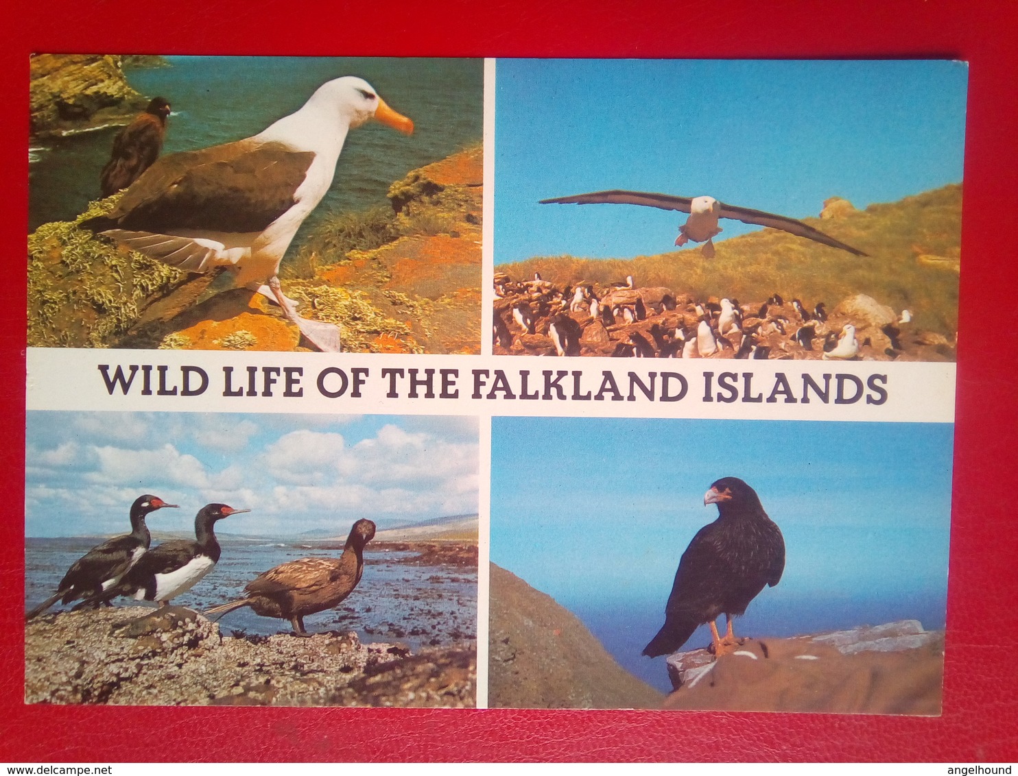 Wildlife Of The Falkland Islands - Falklandeilanden