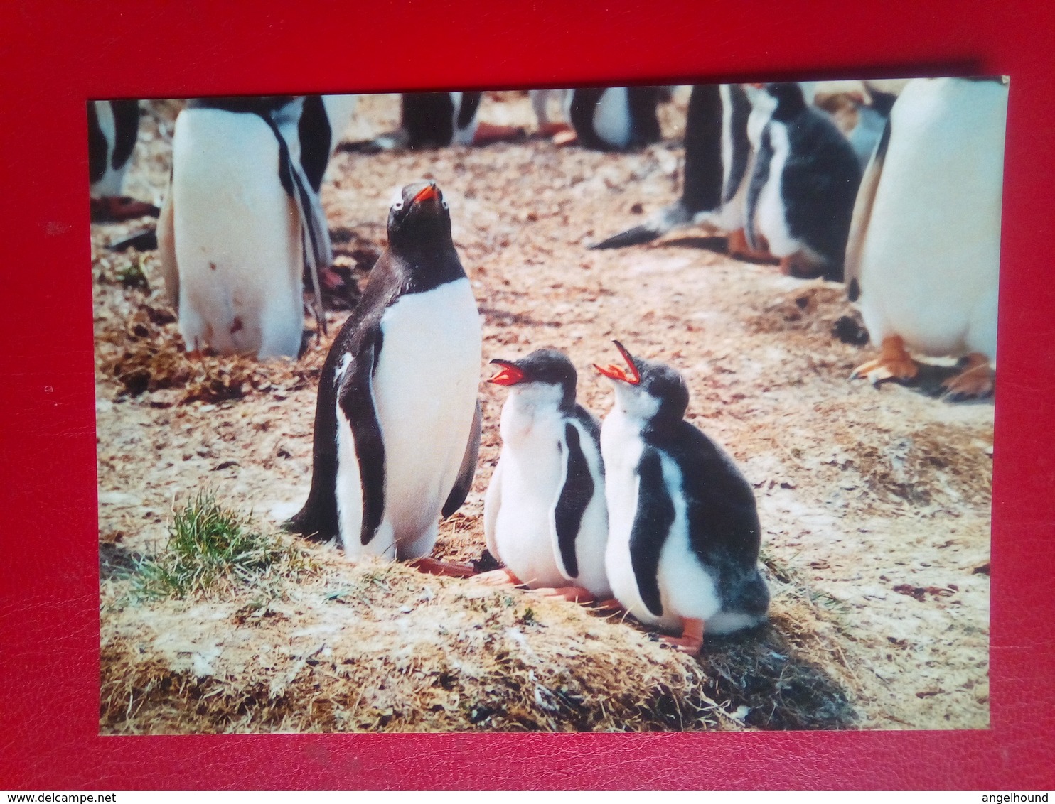 Gentoo Penguins - Falklandeilanden