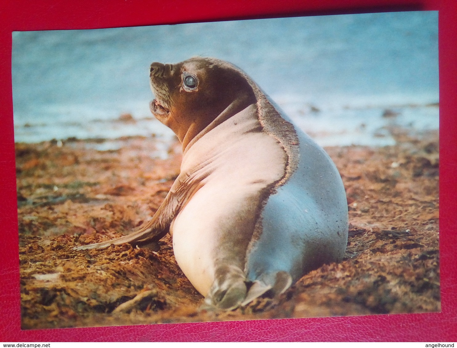 Elephant Seal - Falkland