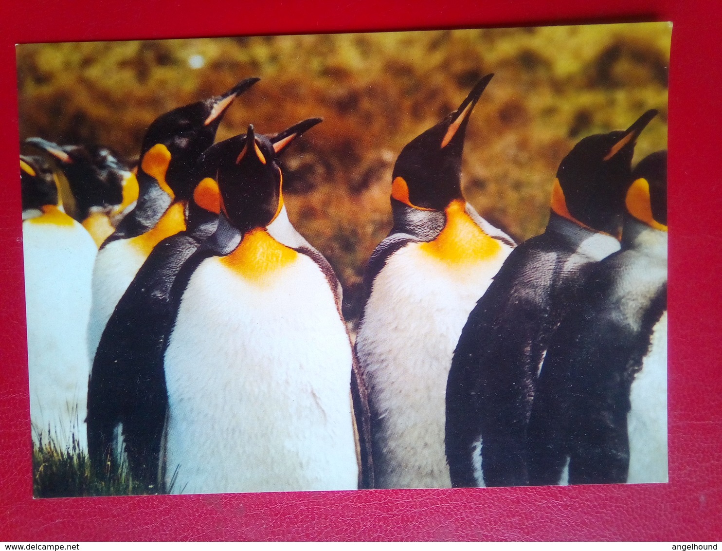 King Penguins - Falkland