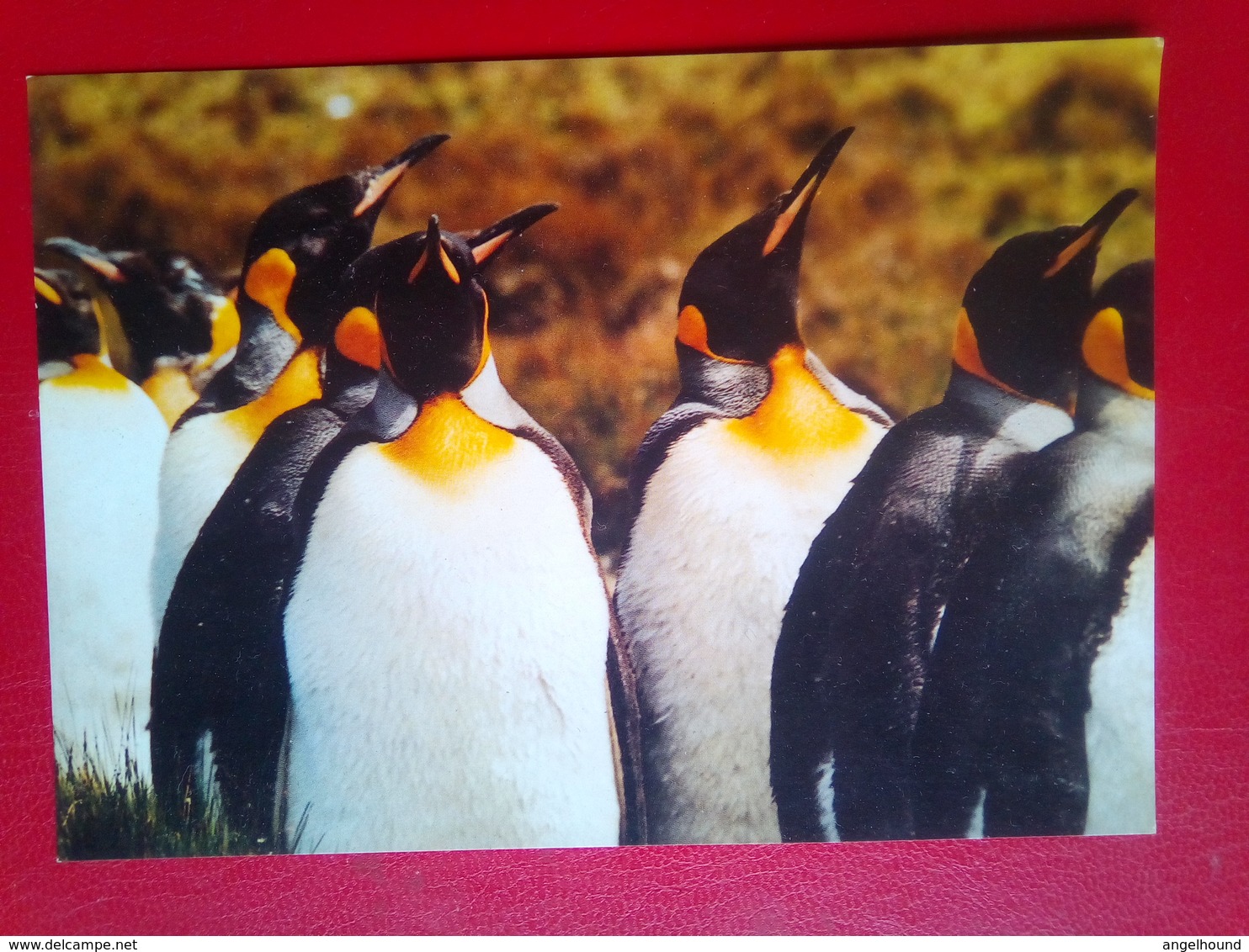 King Penguins - Falkland Islands