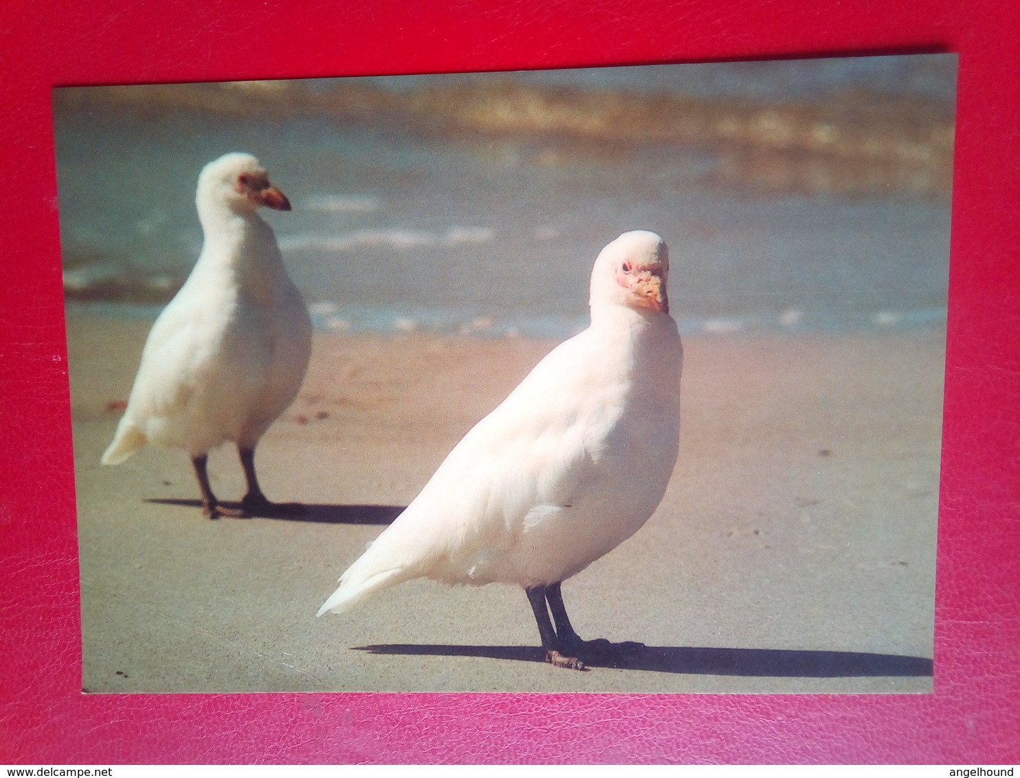 Snowy Shealthbills - Isole Falkland