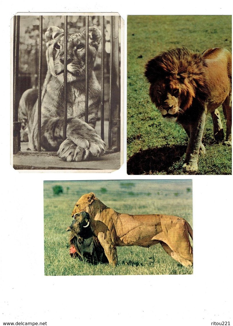 Lot 3 Cpm - Lioness With Kill Proie - Faune Africaine LION - LIONNE Germany - Lions