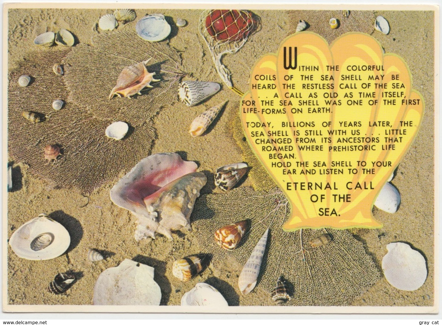 Sea-shells, Eternal Call Of The Sea, Unused Postcard [20831] - Other & Unclassified