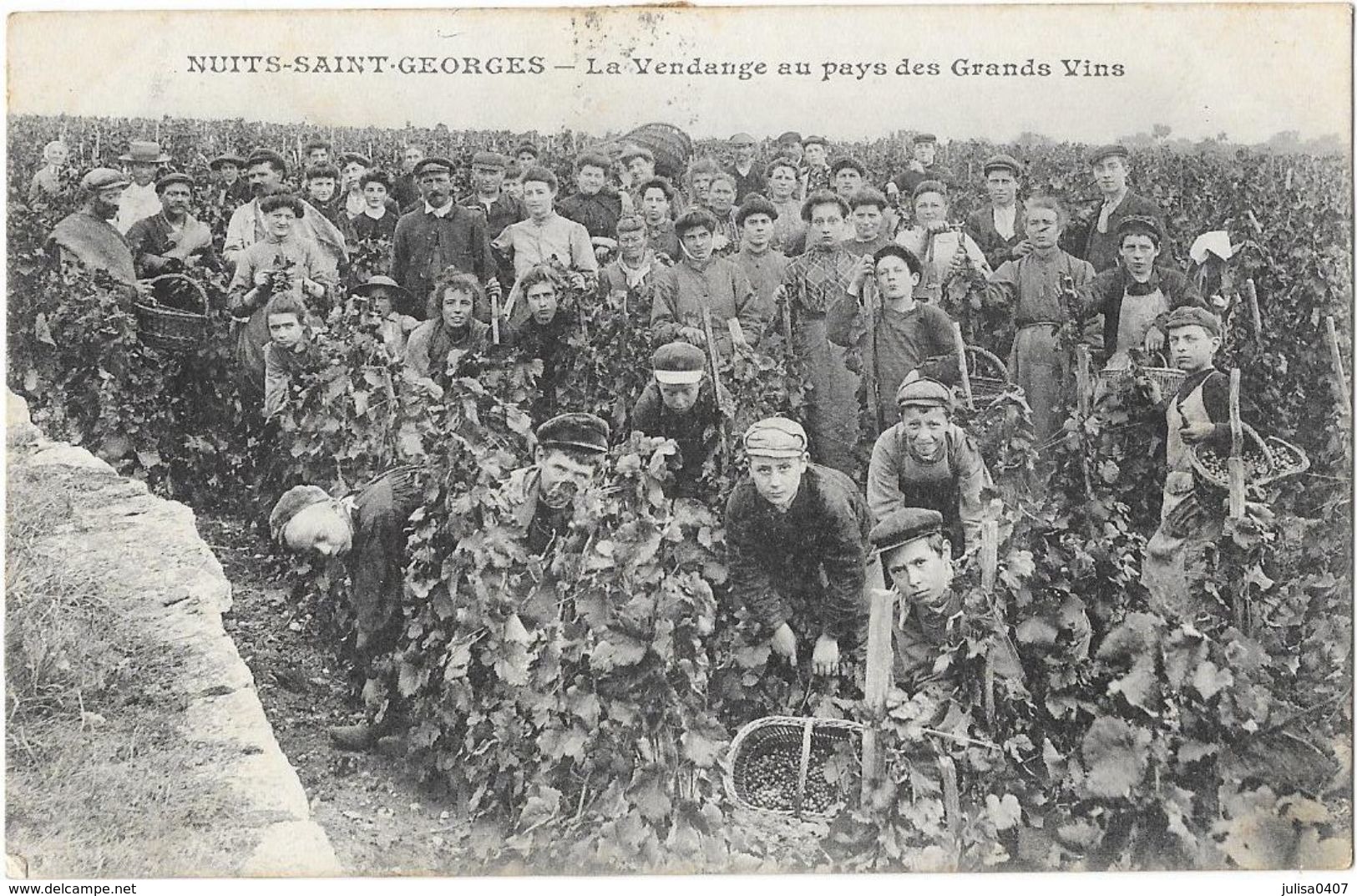 NUITS SAINT GEORGES (21) Vendange Au Pays Des Grands Vins Gros Plan - Nuits Saint Georges
