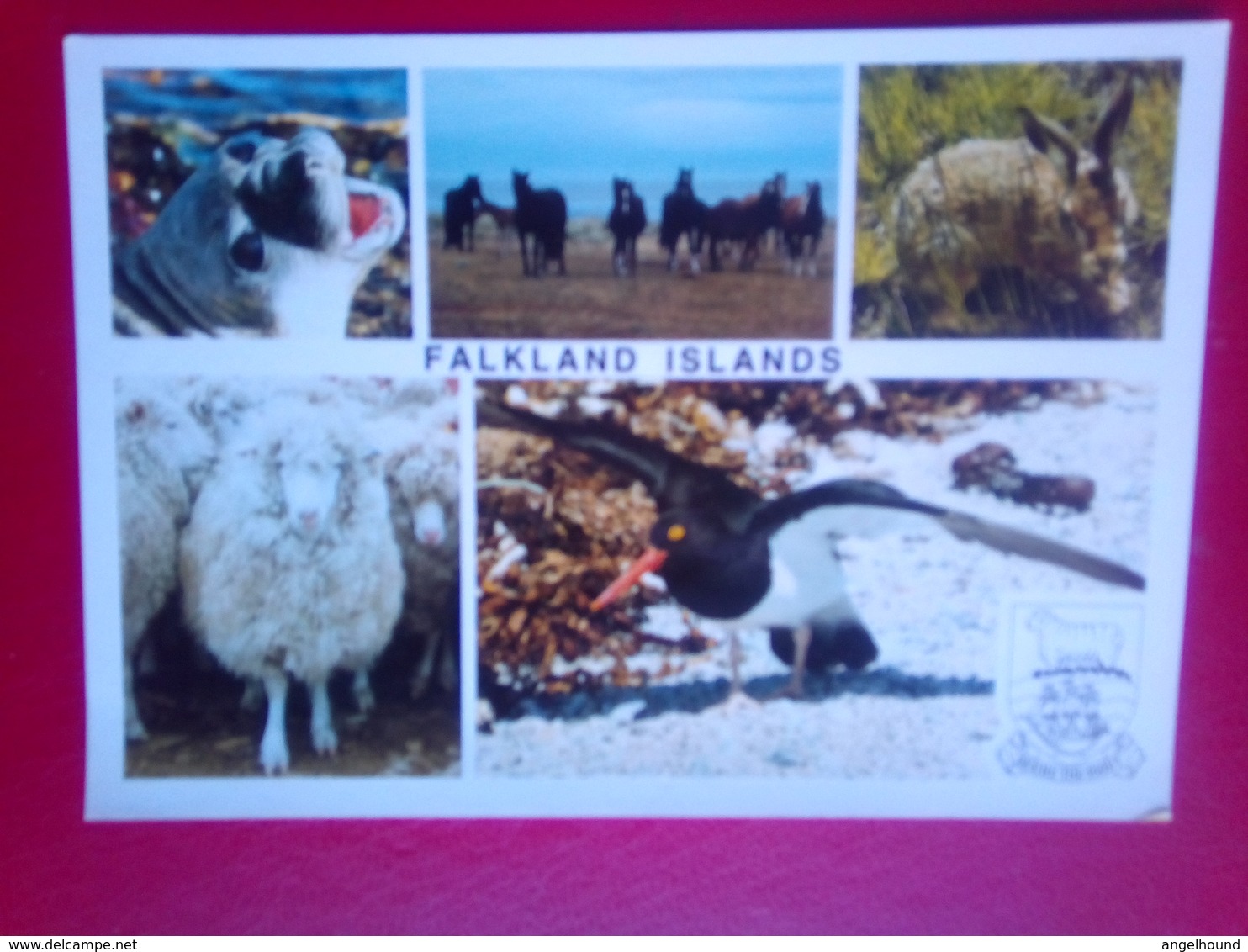 Falkland Animals - Falklandeilanden