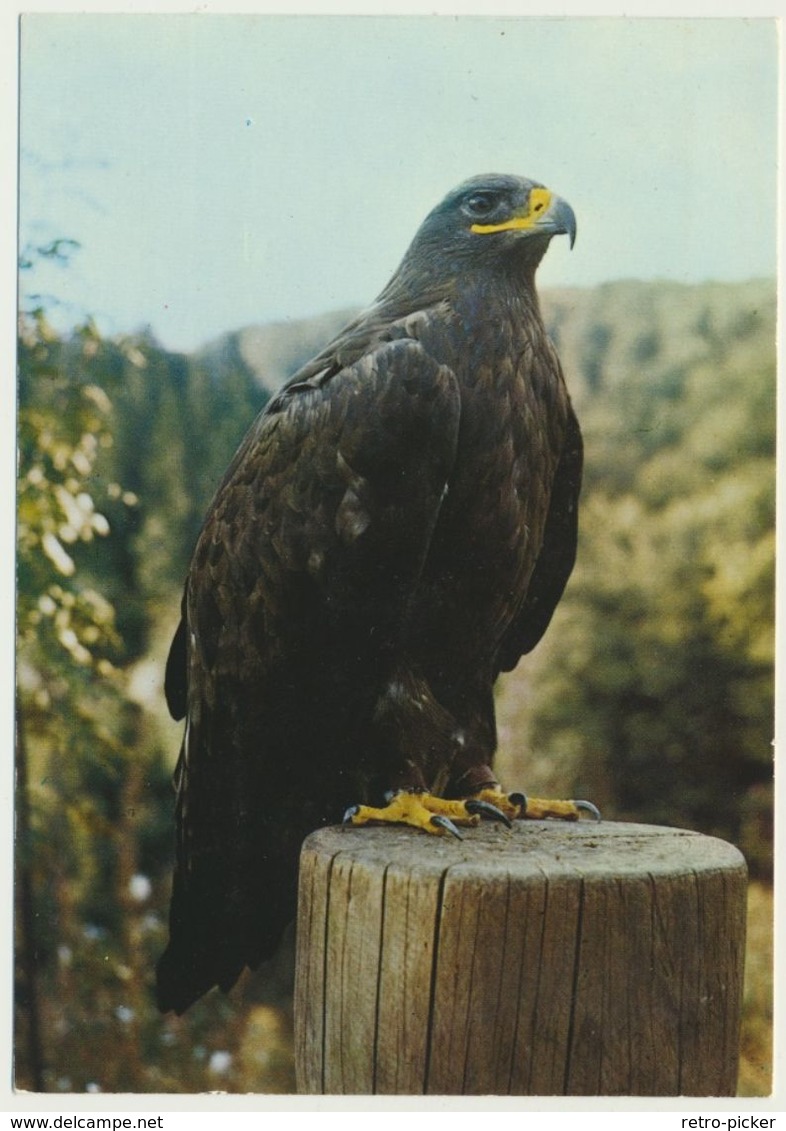 AK  Steppenadler Adler Greifvogel Iwanowitsch Adlerwarte Drachenfels Königswinter - Uccelli