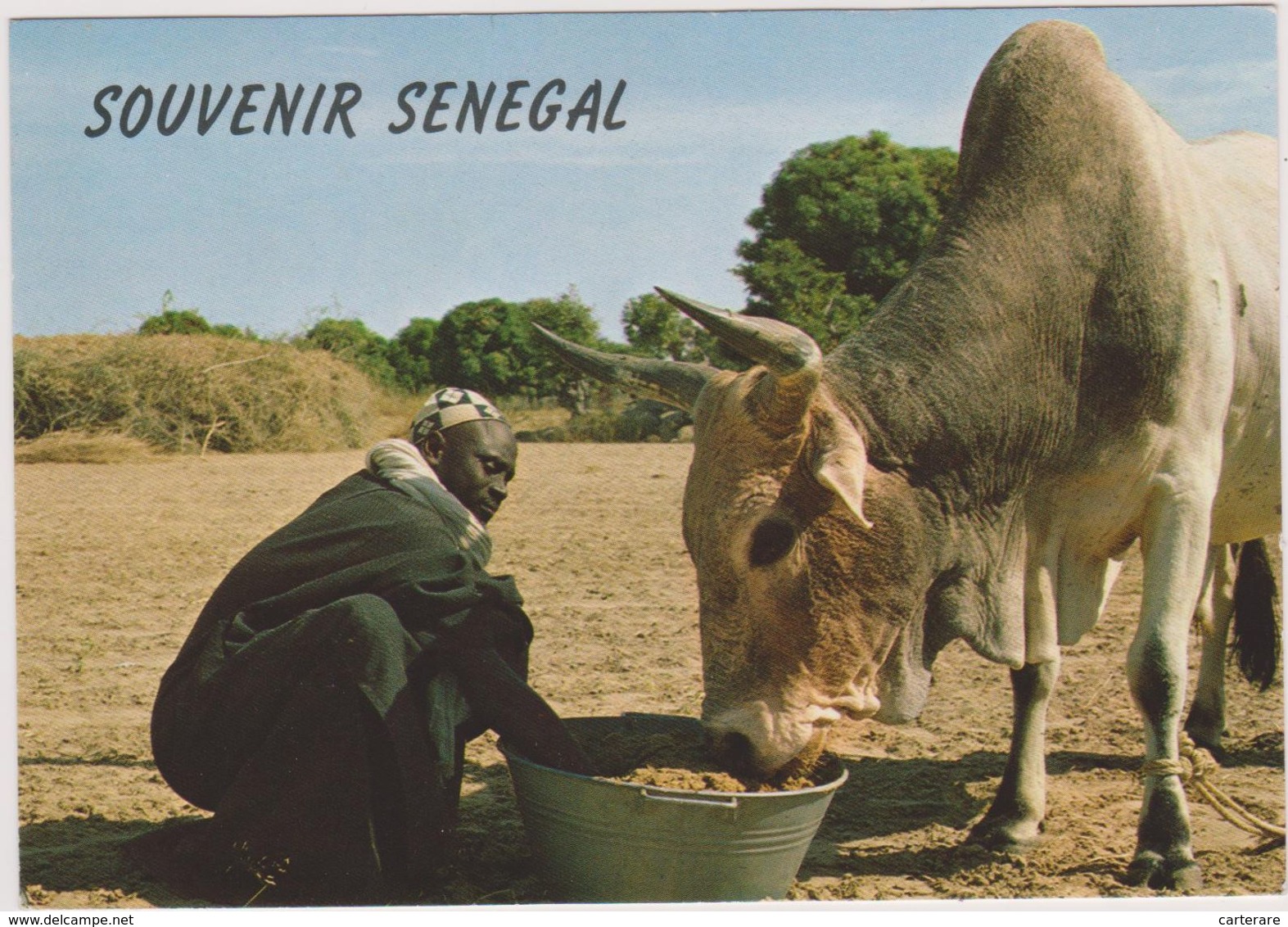 AFRIQUE,SENEGAL,PAYSAN,ELEVEUR,METIER DE LA TERRE,ZEBU,SERERE - Sénégal