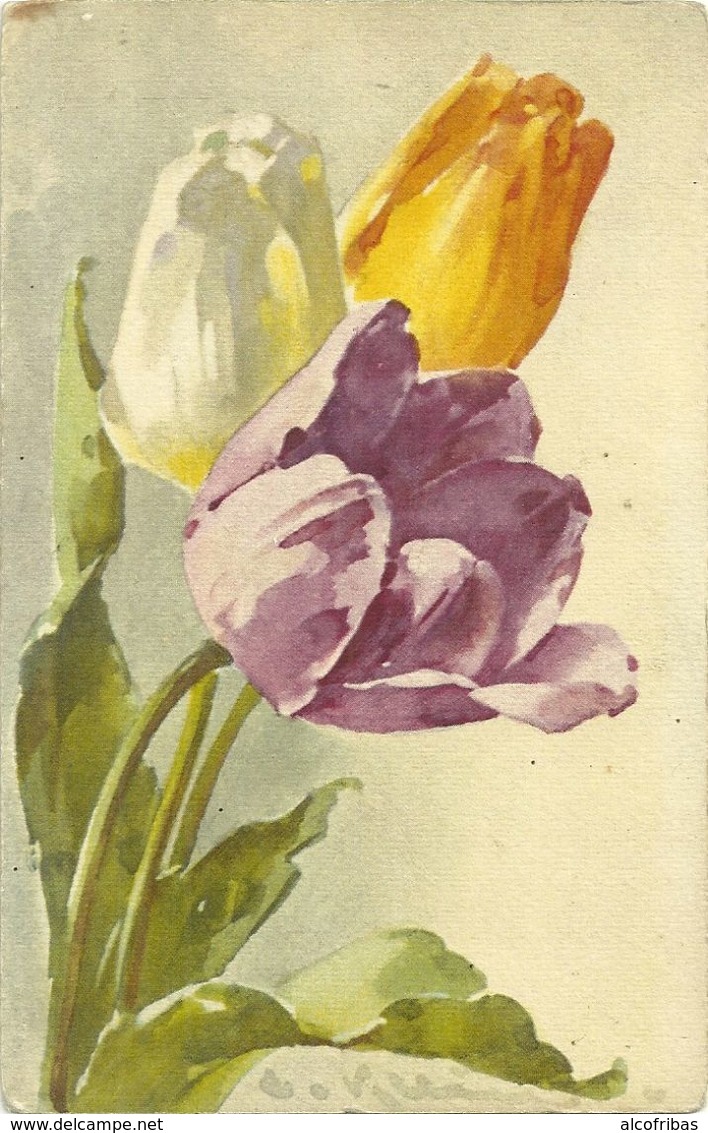 Klein Catharina Illustrateur Fleurs Lot 3 Cartes  Tulipes Jonquilles Mures 1114 1181 319 - Klein, Catharina