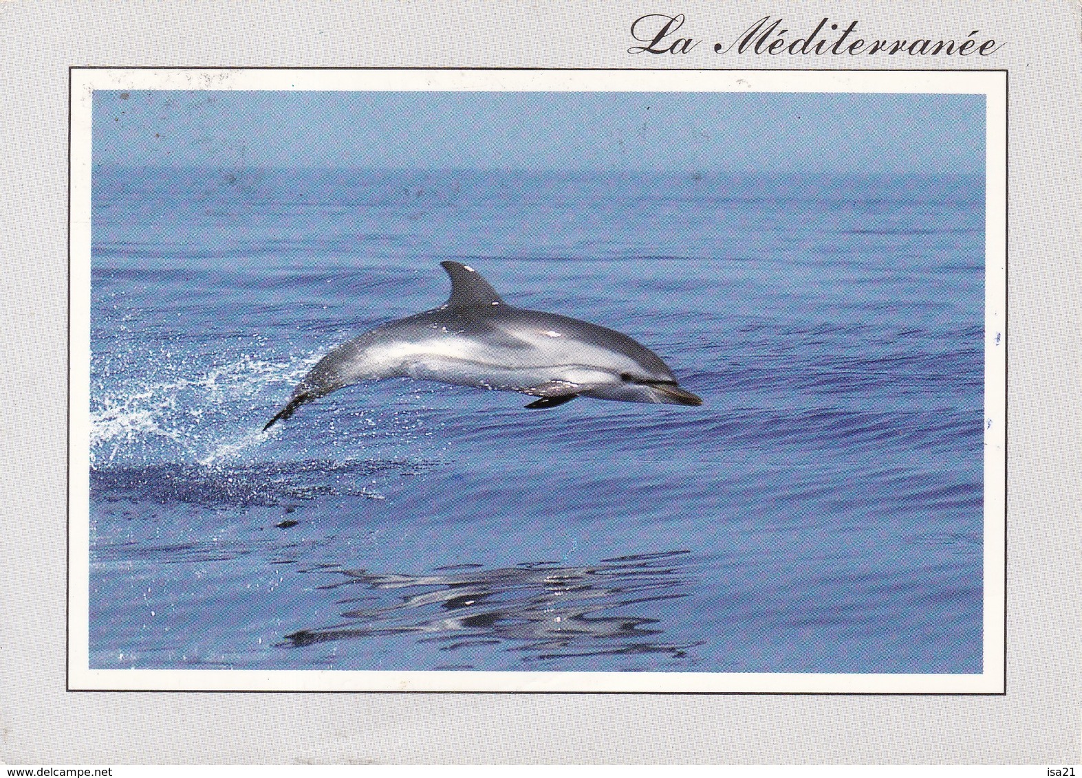 Lot De 8 Cartes Postales Sur Les Dauphins. Voir Les Scans. - Dauphins