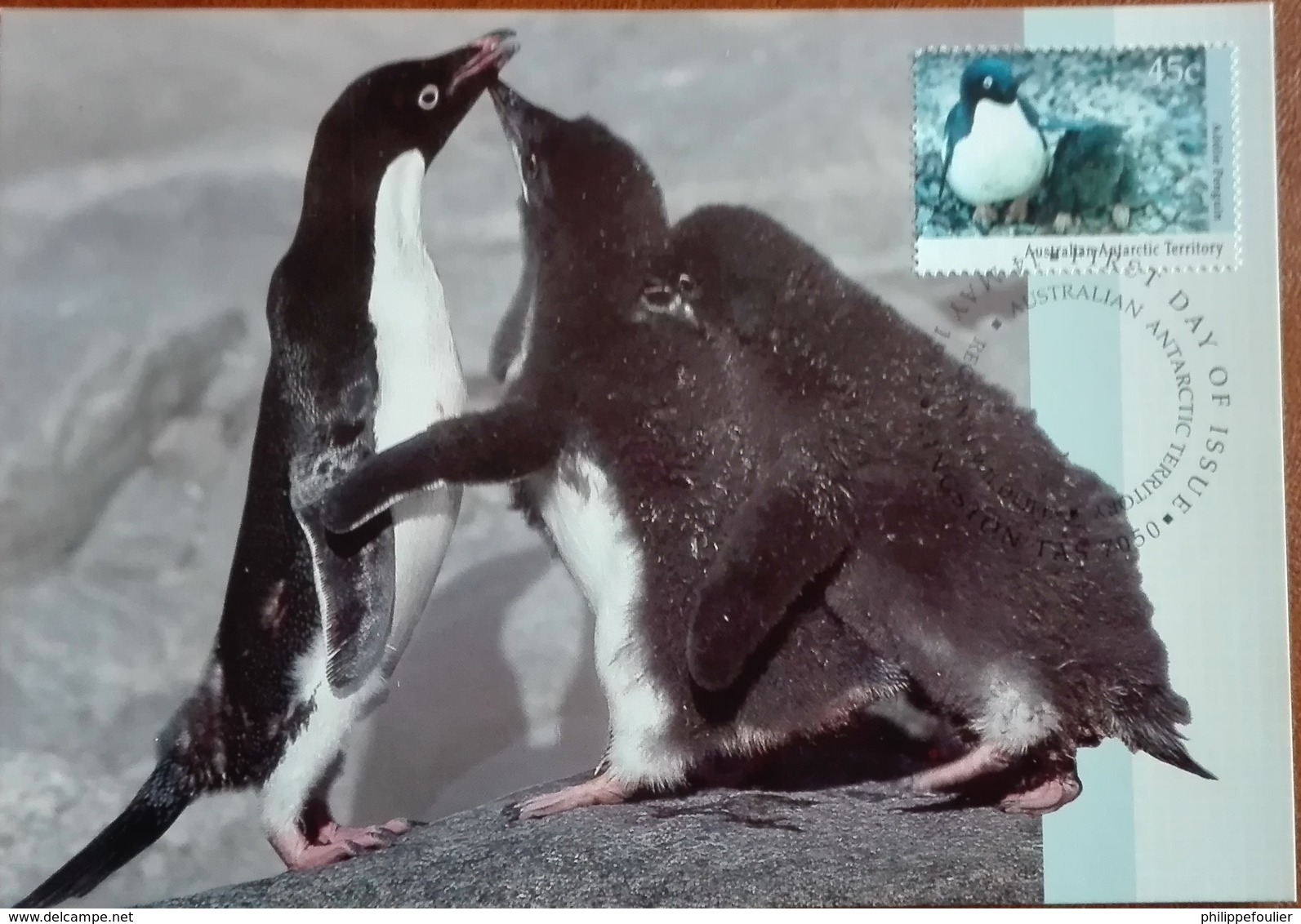 AAT  1992 ANTARCTIC REGIONAL WILDLIFE  - 4 Maximum Card - First Day Kingston Tas.14/05/1992 - Cartes-maximum