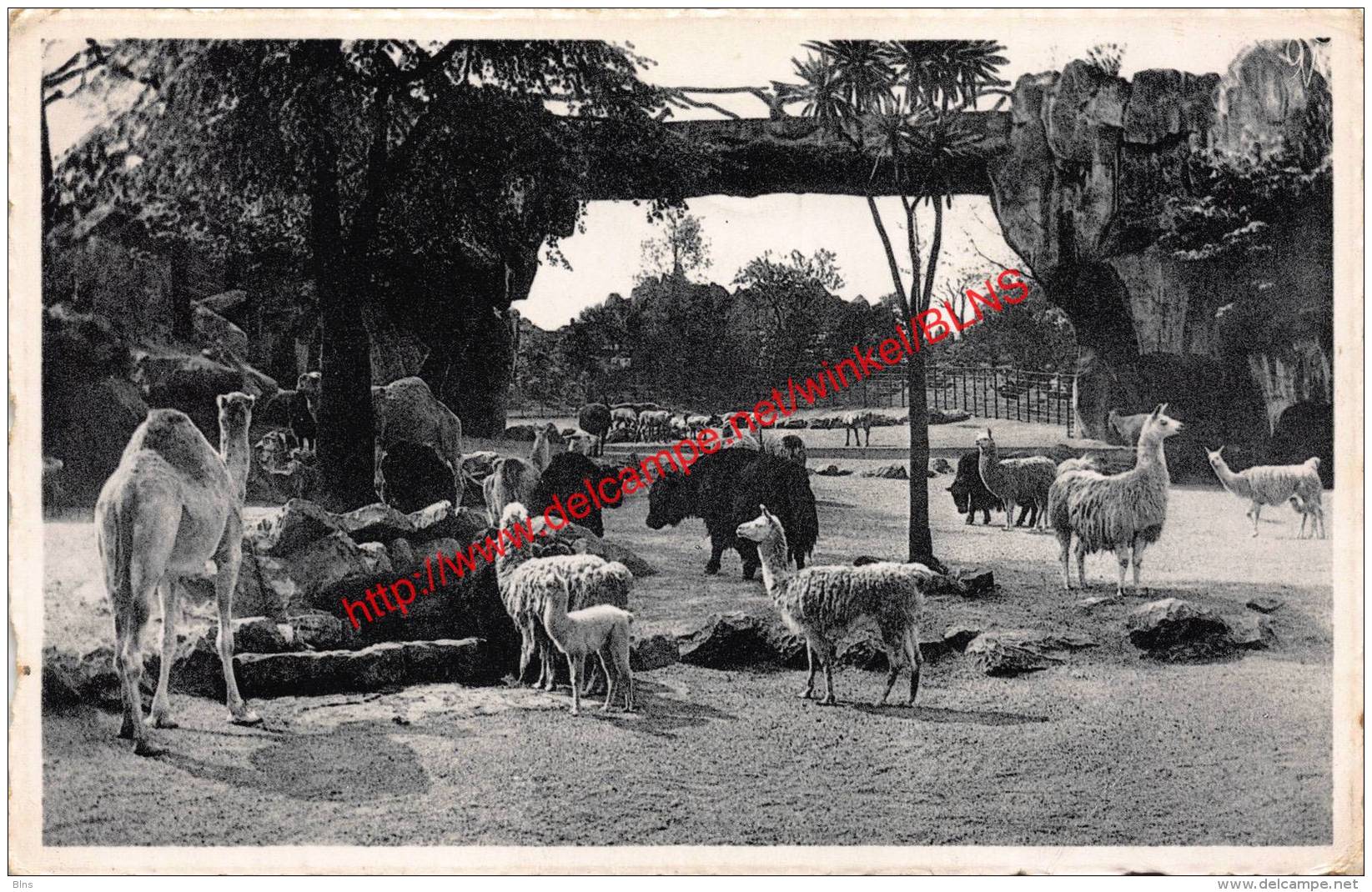 Dierentuin - Zicht Op Het Groot Park Der Herkauwers - Zoo - Antwerpen - Antwerpen