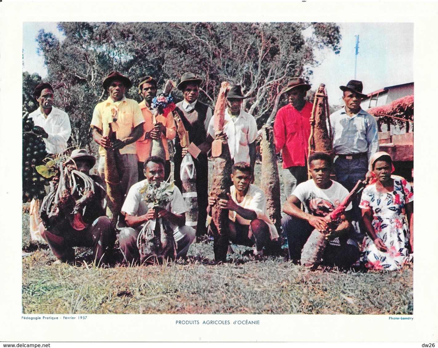 Photo Landry, Pédagogie Pratique 1957 - Nouvelle Calédonie: Produits Agricoles D'Océanie (Taro Et Igname) - Ethnics