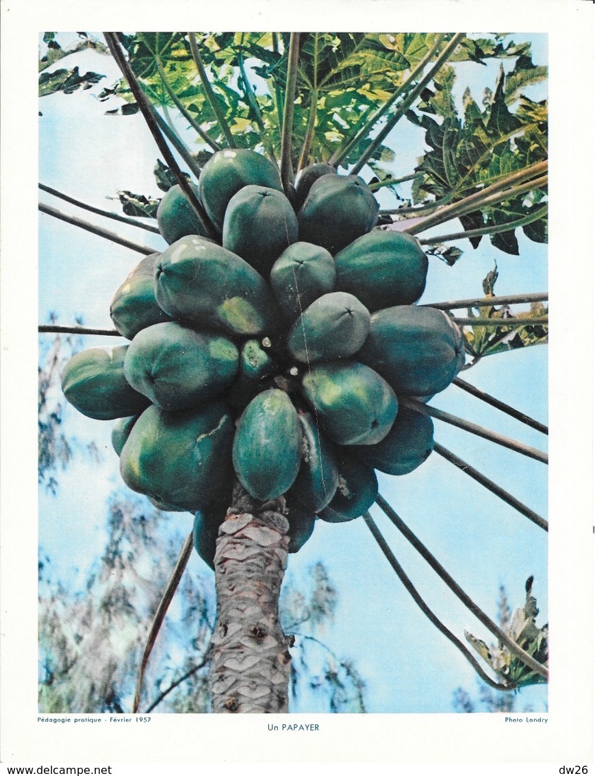 Photo Landry, Pédagogie Pratique 1957 - Nouvelle Calédonie: Un Papayer (arbre à Papaye) - Orte