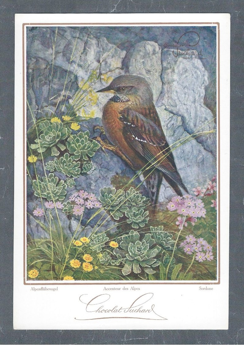Chromo Menu CHOCOLAT SUCHARD, Oiseau, Alpenflühevogel, Accenteur Des Alpes, Sordone, Grand Format Env. 20.5 X 14 Cm - Suchard
