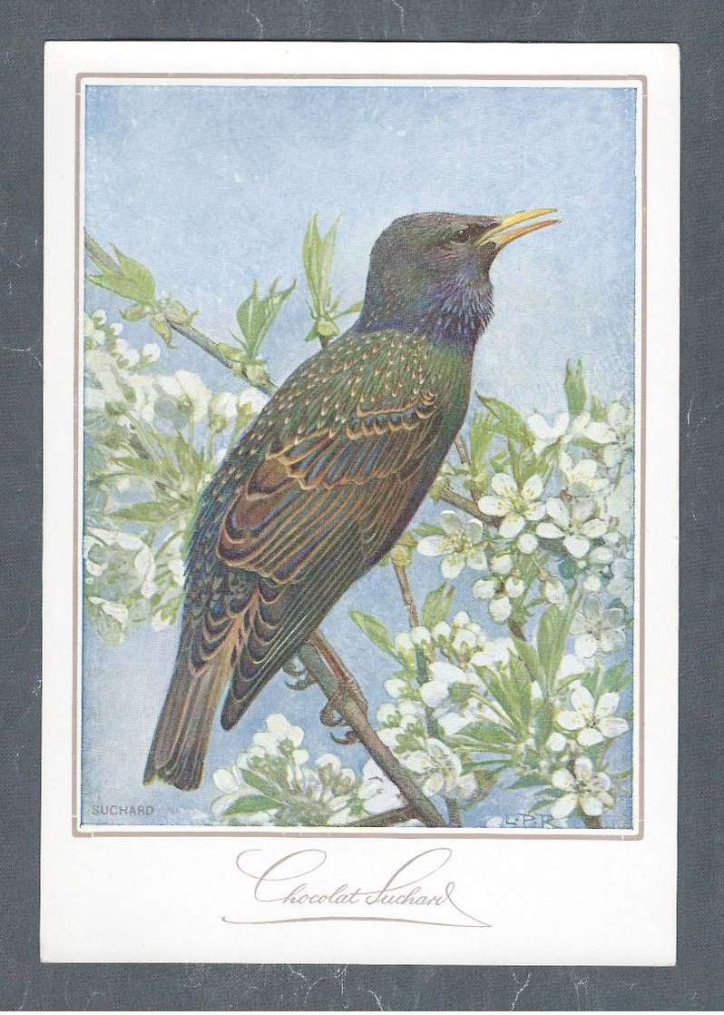 Chromo Menu CHOCOLAT SUCHARD, Oiseau, Grand Format Env. 20.5 X 14 Cm - Suchard