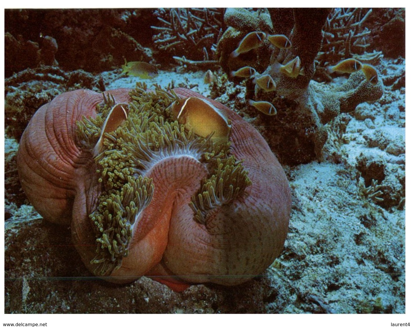 (44) Australia - QLD - Sea Anemone (Great Barrier Reef) - Great Barrier Reef