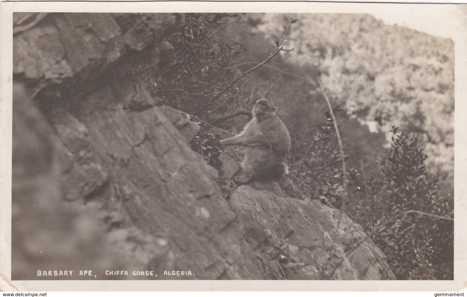 BARBARY APE, ALGERIA - Monkeys