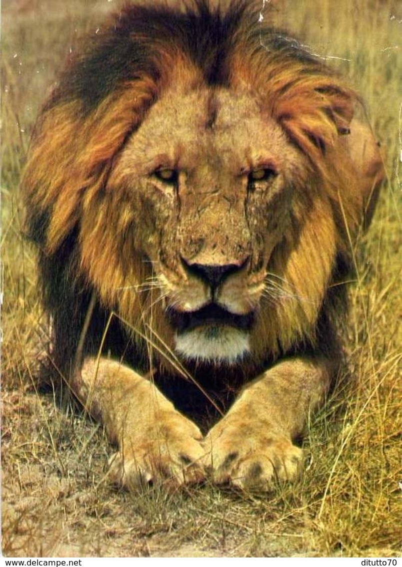 African Wild Life - Lion - Leone - 355 - Formato Grande Non Viaggiata – E 4 - Leoni