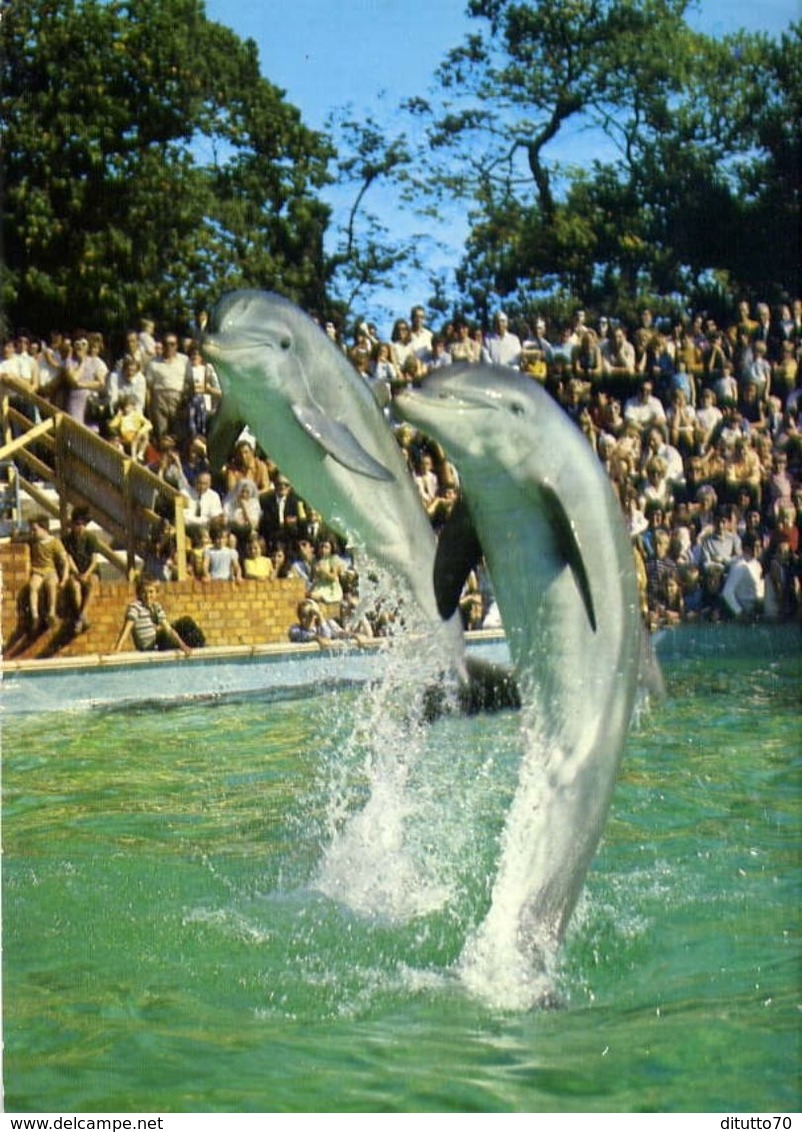 Delfini - In Coppia - Formato Grande Viaggiata – E 4 - Pesci E Crostacei