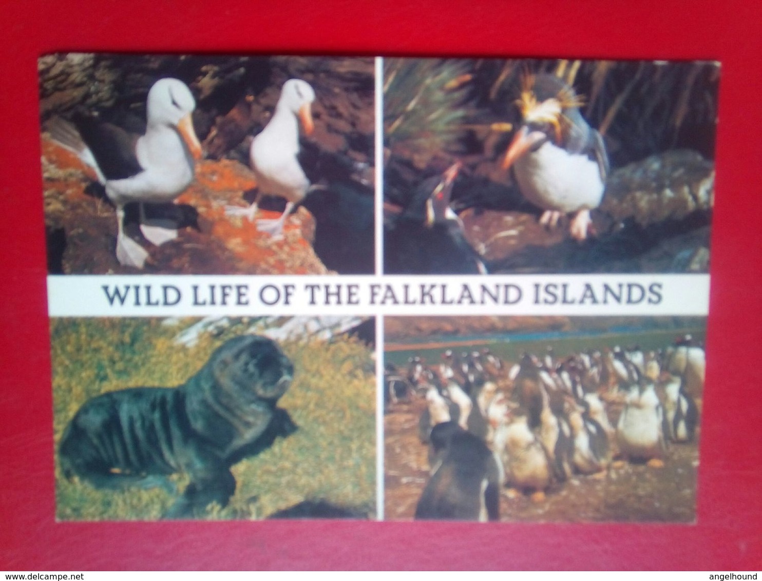 Wildlife Of The Falkland Islands - Isole Falkland