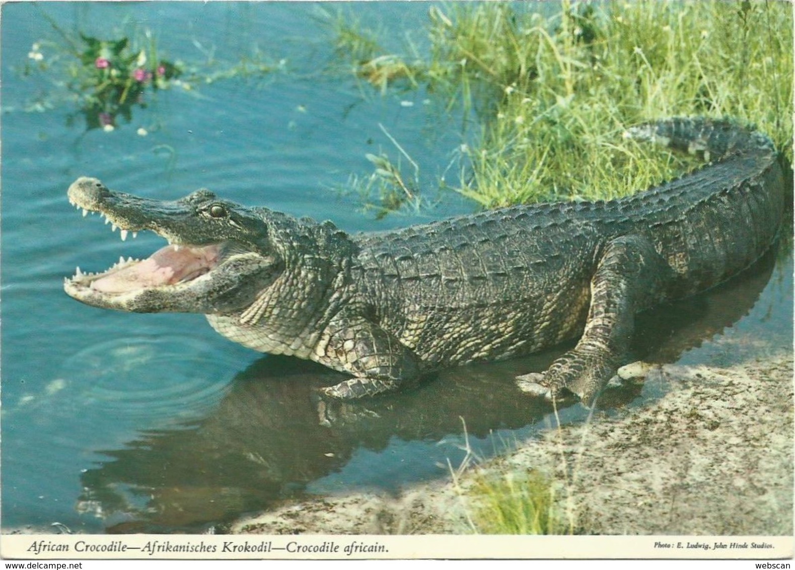 AK / PC Tansania / Tanzania Krokodil / Crocodile Color 1975 Mafinga #2383 - Tansania