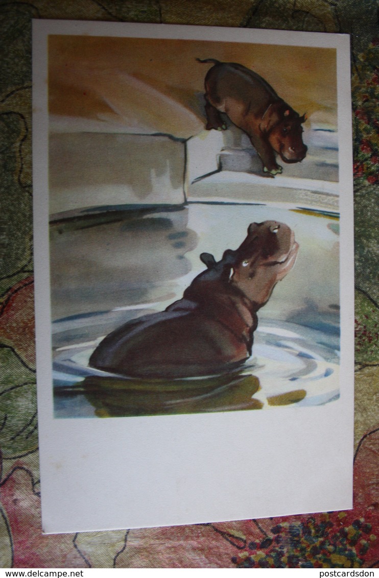 Moscow Zoo - Old USSR Postcard. STROGANOVA. Hippo. 1969 - Hippopotamuses