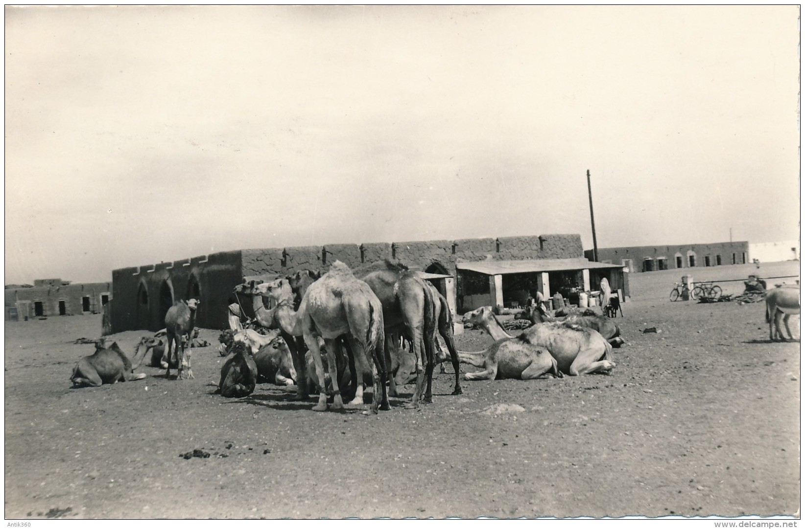 CPSM MAURITANIE Souvenir De La Mauritanie Groupe De Dromadaires - Mauritania