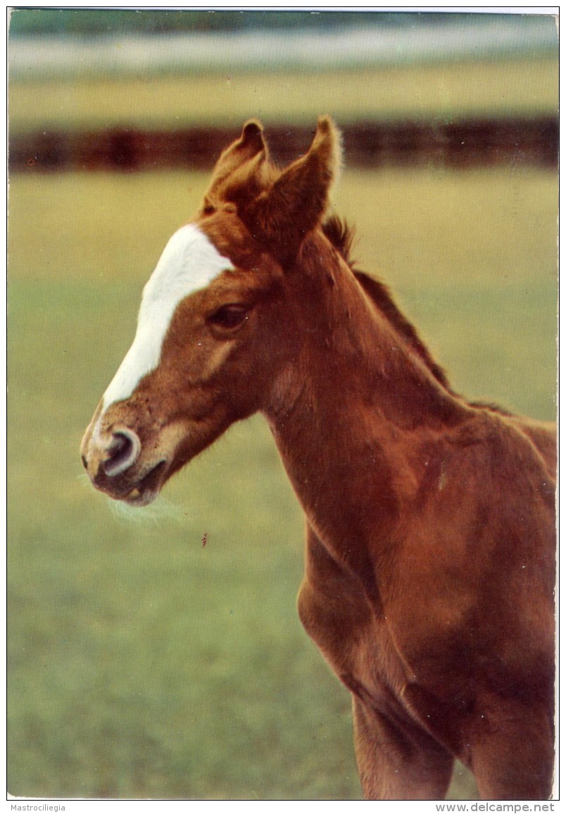 HORSE  Cavallo  Puledro - Cavalli