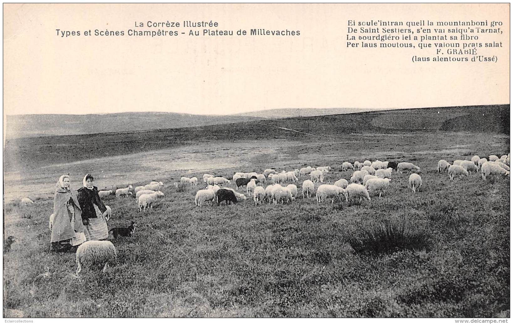 Non Classées. Corrèze       19    Plateau De Millevaches.  Moutons         (voir Scan) - Other & Unclassified