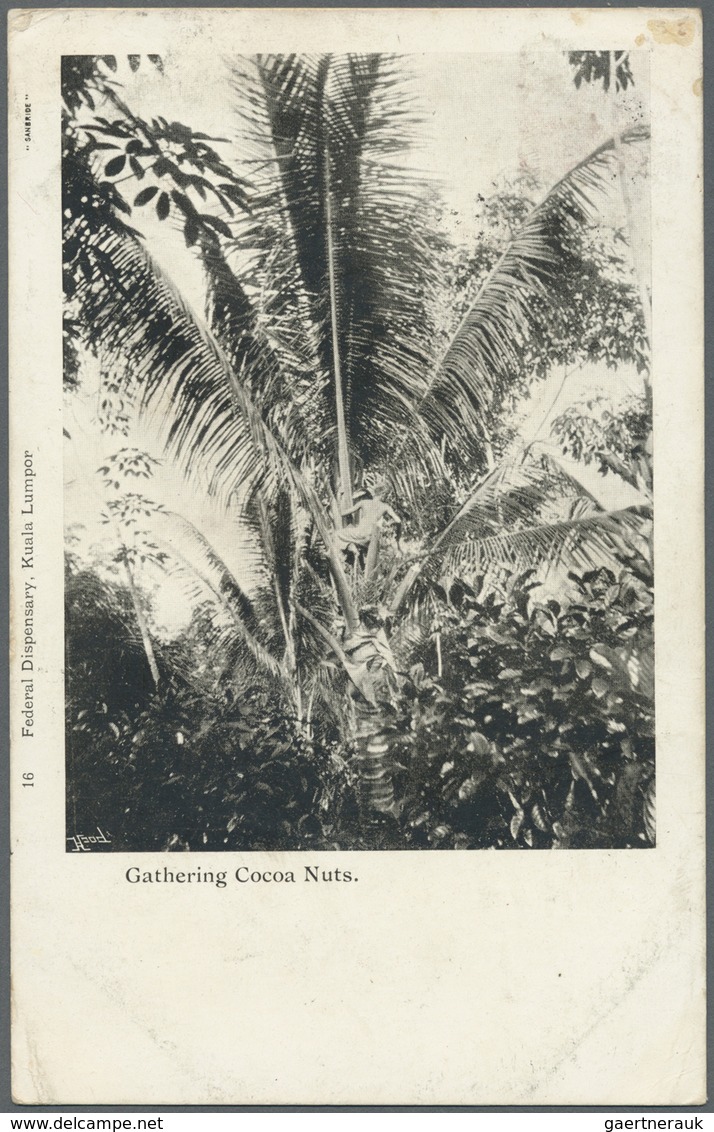 Br Malaiischer Staatenbund: 1911. Picture Post Card Of 'Gathering Cocoa Nuts' Addressed To Dublin Beari - Federated Malay States