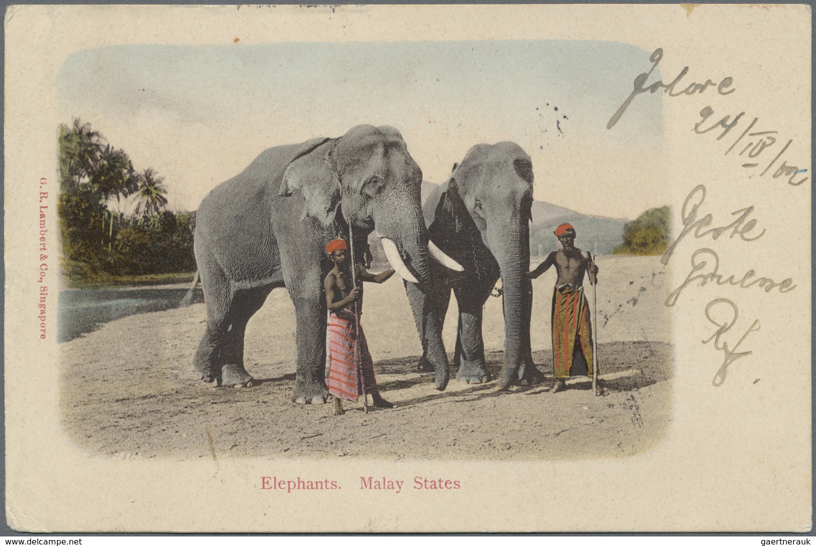 Br Malaiische Staaten - Johor: 1902 Coloured Picture Postcard 'Elephants' Used To Germany, Franked By 1 - Johore