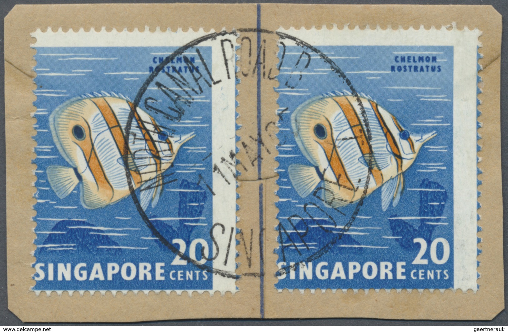 Brfst Singapur: 1962, Definitive Issue 20c. 'Copper-banded Butterflyfish' Two Singles With Grossly Misplac - Singapore (...-1959)