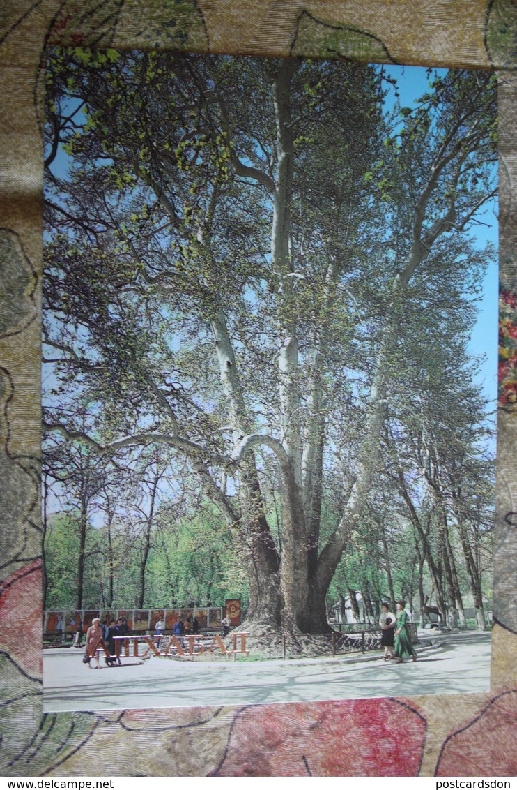 Famous Platanus/ Plane Tree In Ashkhabad, Tajikistan   - OLD Russian PC 1984 - Tadjikistan