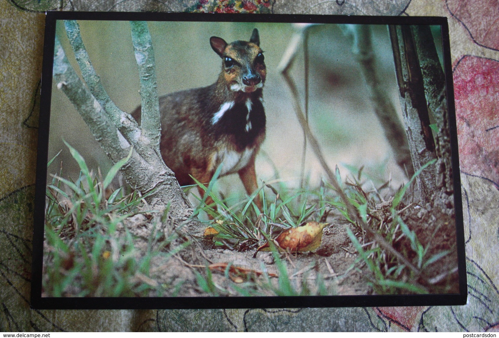 Philippine Mouse-deer - Old Postcard Sent From Philippines To Ukraine - Philippines