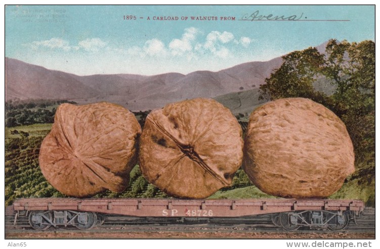 Exaggeration Image 'Carload Of Walnuts' Giant Walnuts On Railroad Flatcar, C1900s Vintage Postcard - Other & Unclassified