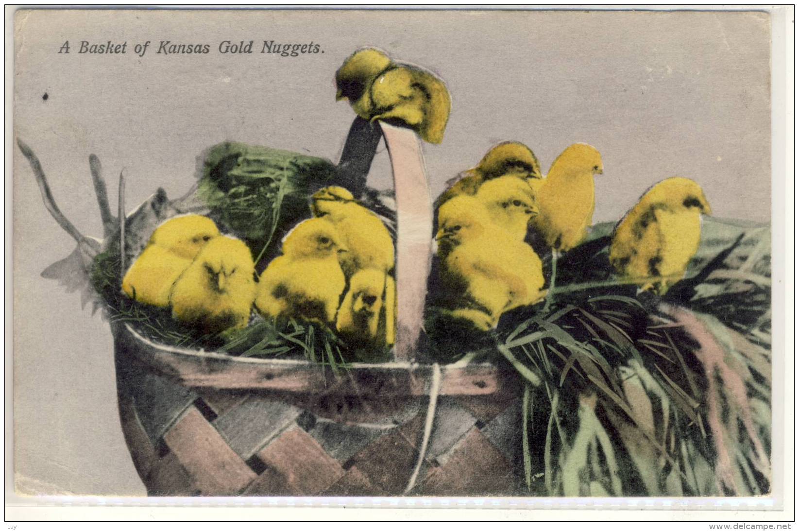KANSAS A BASKET OF KANSAS GOLD NUGGETS CHICKS USED 1908 - Other & Unclassified