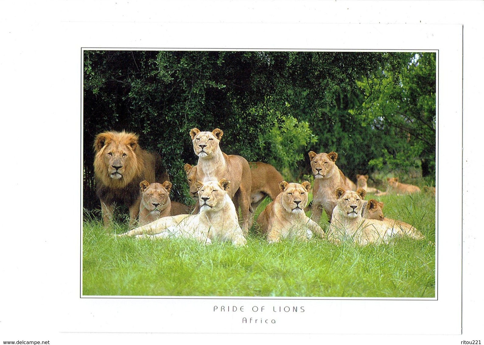 Cpsm - PRIDE OF LIONS - AFRICA - LION LIONNE - JJ83 J. JOWELL - 2000 - Lions