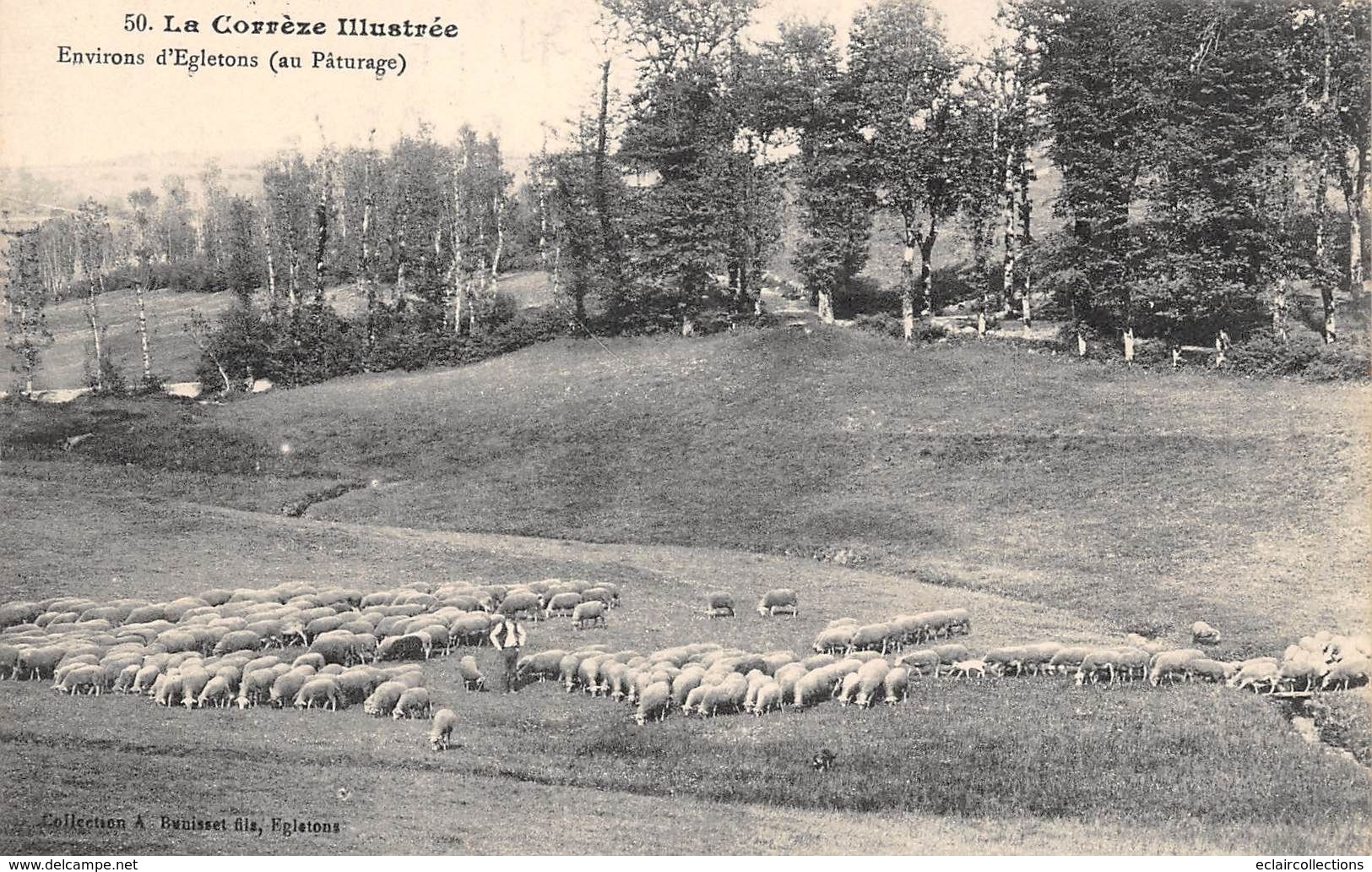 Egletons       19    Pâturage Aux Environs. Moutons         (voir Scan) - Egletons