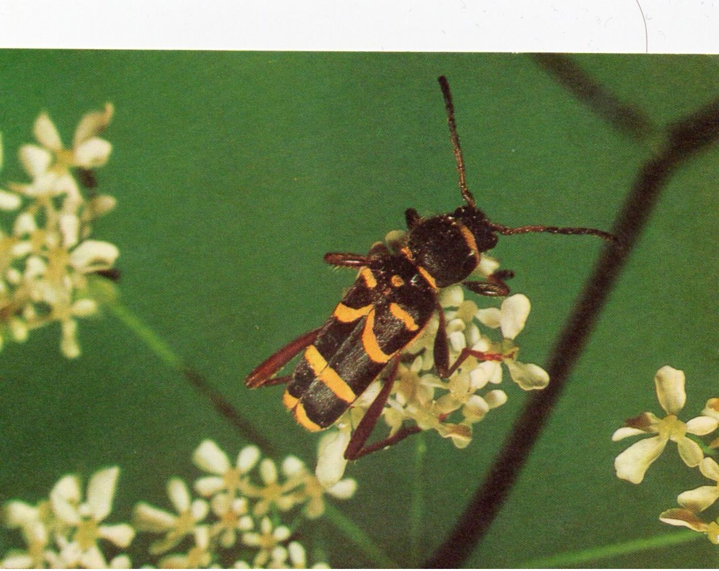 Widderbock (Käfer) - Insekten